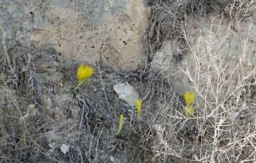 חלמוניות בשמורת רכס בוקר - הנגב הקדים את הגולן: החלה פריחת החלמוניות ברכס בוקר (3)