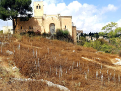 חצב מצוי - צילום של mira.b - למטייל בישראל (טיולי) 2