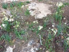 נרקיס מצוי - צילום של Iddo_3270859 - למטייל בישראל (טיולי)