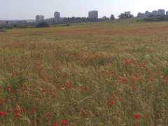 פרג אגסי - צילום של Iddo_3270859 - למטייל בישראל (טיולי)