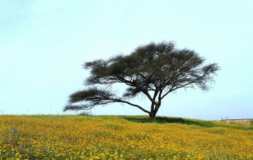 אל פריחת האירוסים בנגב (3)