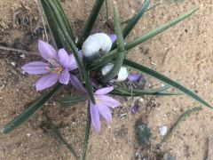 סתוונית הנגב - צילום של אלחי47 - למטייל בישראל (טיולי) 3