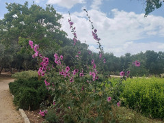חוטמית זיפנית - צילום של אוהבת הארץ - למטייל בישראל (טיולי) 2