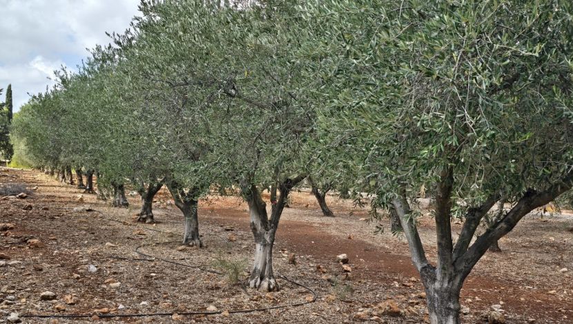 פסטיבל ימי ענף הזית - 30 שנה של מסורת: פסטיבל ימי ענף הזית - חגיגות המסיק בגליל (1)