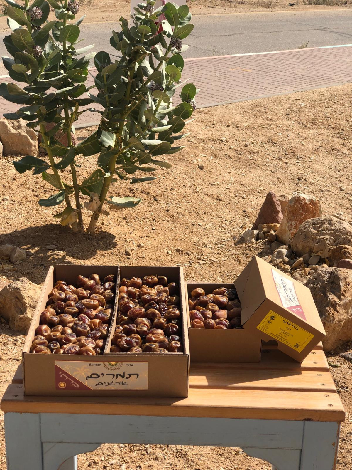 הסילאניה