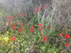 נורית אסיה - צילום של Iddo_3270859 - למטייל בישראל (טיולי) 8
