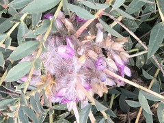 קדד קוצני - צילום של אלחי47 - למטייל בישראל (טיולי)