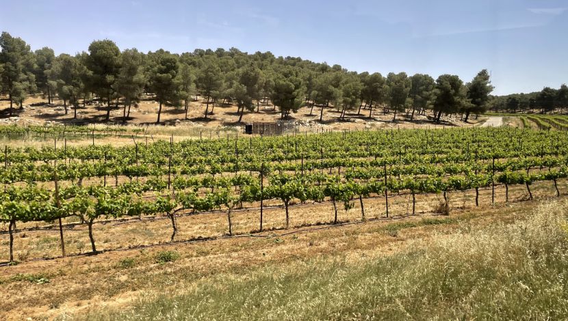 כרמים ביער יתיר - סודות ההר במדבר: 3 סיבות לטיול סביב יער יתיר (1)