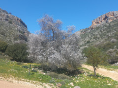 שקד מצוי - צילום של Iddo_3270859 - למטייל בישראל (טיולי) 2