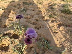 אירוס הנגב - צילום של אלחי47 - למטייל בישראל (טיולי) 2
