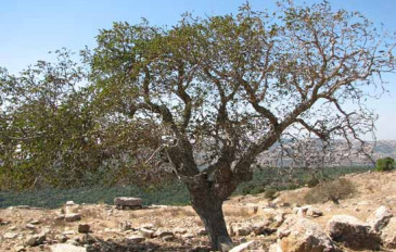 אגס סורי (3)