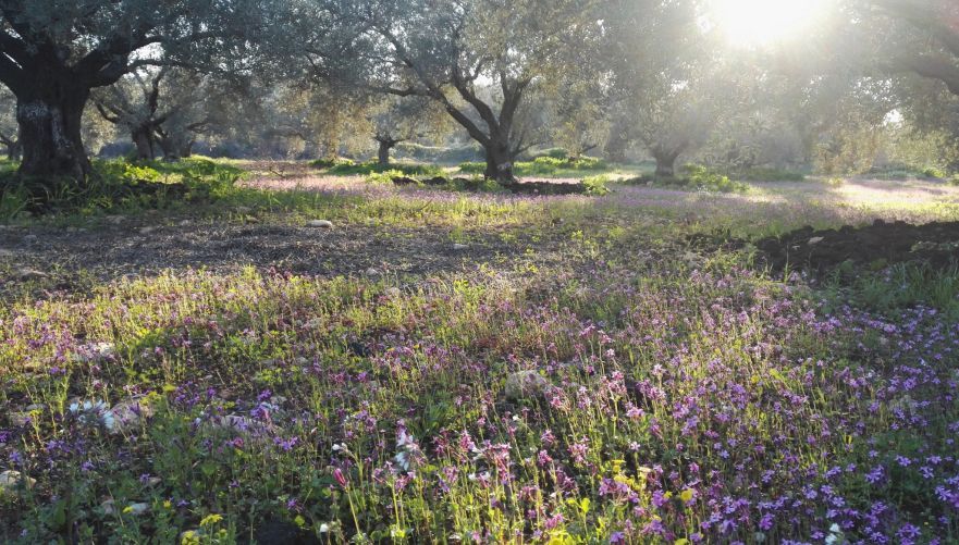 חורשת עצי זית בכליל | צילום: אילן מנשה
