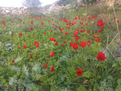 כלנית מצויה - צילום של Iddo_3270859 - למטייל בישראל (טיולי) 5