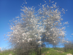 שקד מצוי - צילום של Iddo_3270859 - למטייל בישראל (טיולי) 3