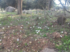 כרכום חורפי - צילום של Iddo_3270859 - למטייל בישראל (טיולי)