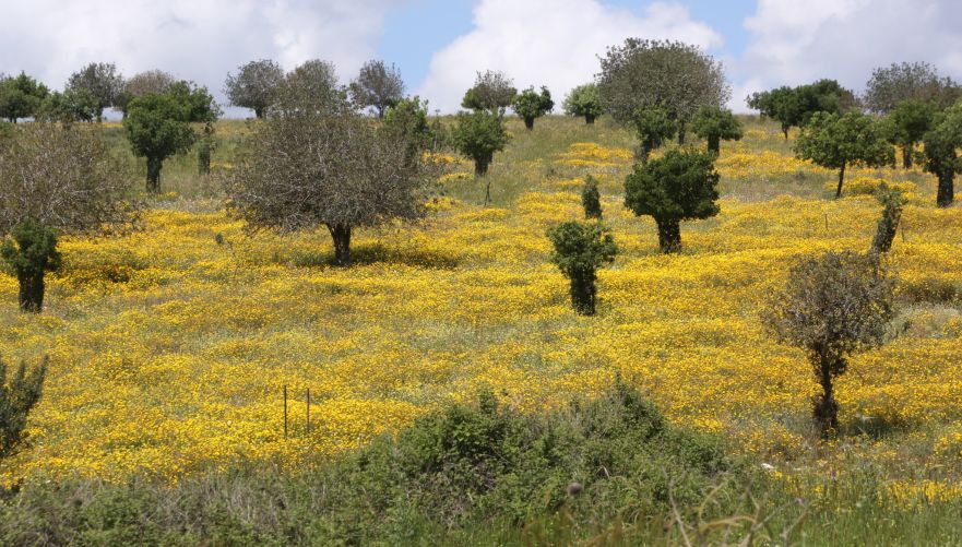 וגם יער בן שמן כאן. צילום: יוסי זמיר
