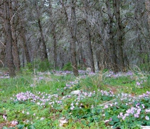 תמונה של יער לביא - למטייל בישראל (טיולי)