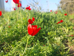 כלנית מצויה - צילום של אוהבת הארץ - למטייל בישראל (טיולי)