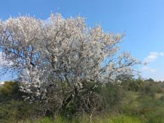 שקד מצוי - צילום של Iddo_3270859 - למטייל בישראל (טיולי) 10