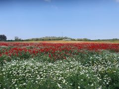 קחוון מצוי - צילום של אוהבת הארץ - למטייל בישראל (טיולי)
