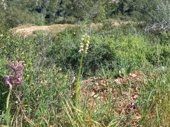סחלב הגליל - צילום של Iddo_3270859 - למטייל בישראל (טיולי) 3