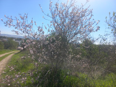 שקד מצוי - צילום של Iddo_3270859 - למטייל בישראל (טיולי)