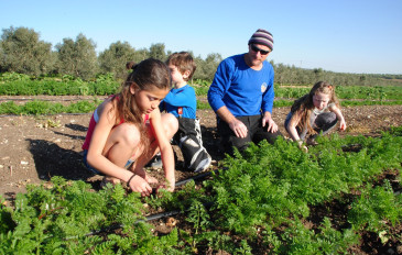 סוכות בקטופותי: חוויה חקלאית בקטיף עצמי (2)