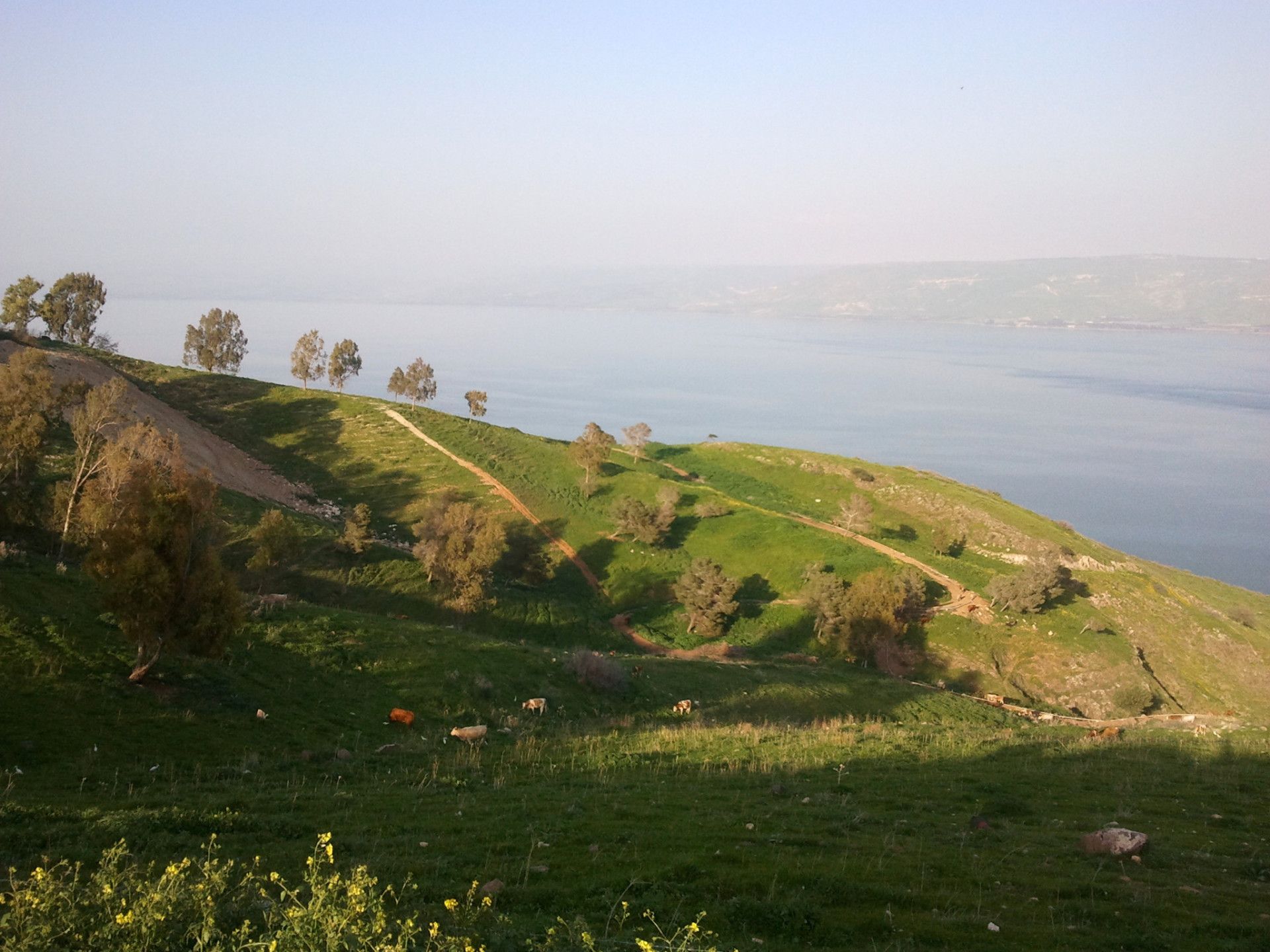 יער שווייץ