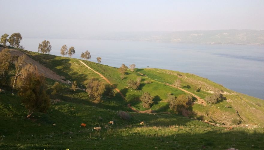 יער שווייץ