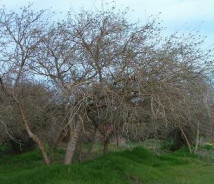 תמונת של שיטה מלבינה
