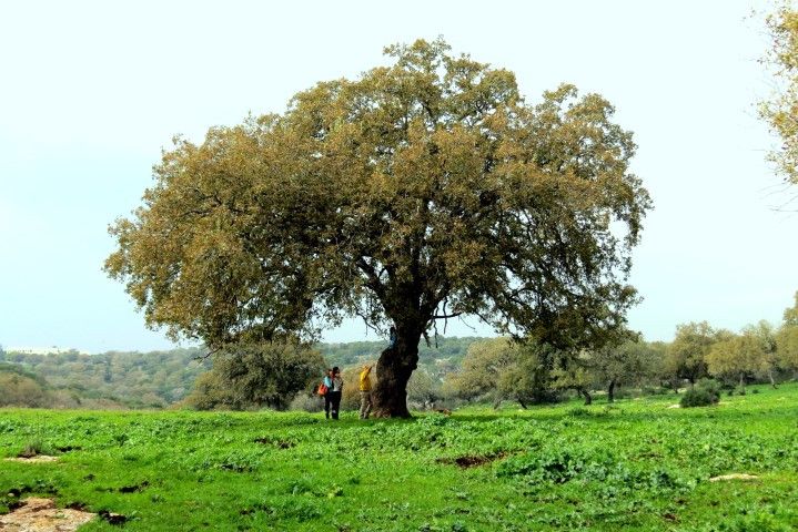 שמורת אלוני אבא | צילום: יוחאי כורם