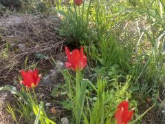 צבעוני ההרים - צילום של Iddo_3270859 - למטייל בישראל (טיולי) 3