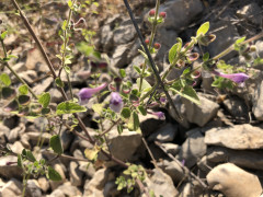 קערורית סגולה - צילום של אלחי47 - למטייל בישראל (טיולי) 2