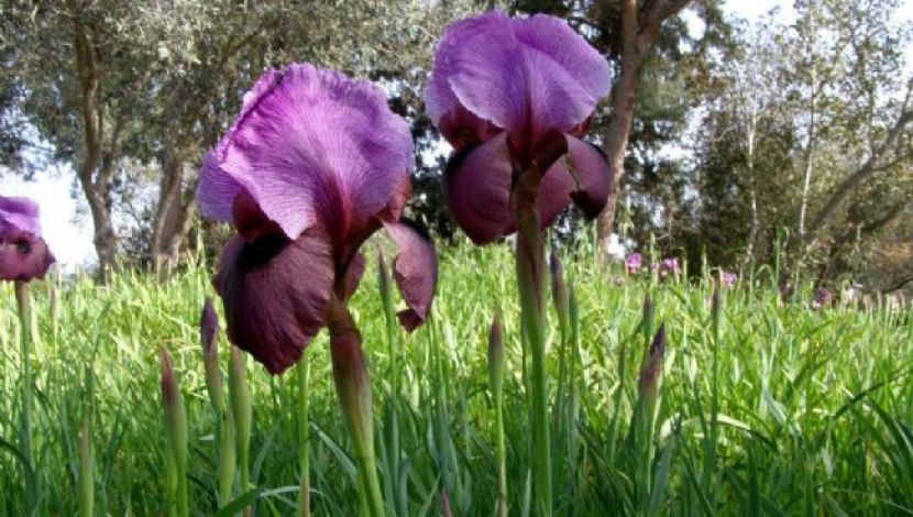 אירוס הגלבוע (1)
