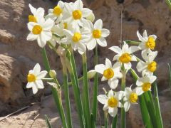 שקד מצוי - צילום של nerog - למטייל בישראל (טיולי) 2