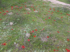 כלנית מצויה - צילום של Iddo_3270859 - למטייל בישראל (טיולי) 5