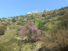 כליל החורש - צילום של Iddo_3270859 - למטייל בישראל (טיולי) 3