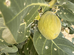 פתילת-מדבר גדולה - צילום של אלחי47 - למטייל בישראל (טיולי) 3
