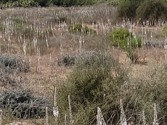 חצב מצוי - צילום של מ.פ 1967 - למטייל בישראל (טיולי) 3