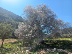 שקד מצוי - צילום של Iddo_3270859 - למטייל בישראל (טיולי)