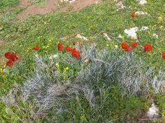 נורית אסיה - צילום של Iddo_3270859 - למטייל בישראל (טיולי)