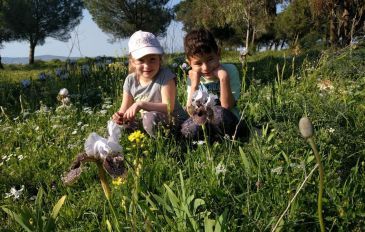 שמורת האירוס הנצרתי  - נוף הגליל: שמורת האירוס הנצרתי  (2)