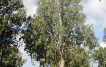 טיול כורסה אקליפטוס ראשו בעננים ושורשיו עמוק בקרקע . אנחנו גם? - טיול כורסת טלוויזיה (2)