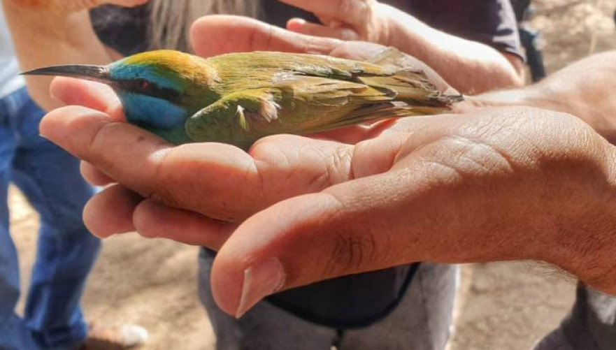 הדרכה בפארק הצפרות אילת | צילום: איתמר ברק