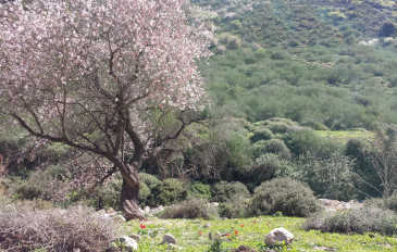 נחל אביב ונחל דישון: מסלול בשניים מהנחלים היפים בארץ (2)