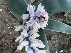 זמזומית המדבר - צילום של אלחי47 - למטייל בישראל (טיולי) 2