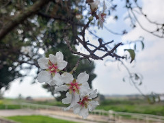 שקד מצוי - צילום של אוהבת הארץ - למטייל בישראל (טיולי)