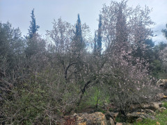 שקד מצוי - צילום של Iddo_3270859 - למטייל בישראל (טיולי) 2