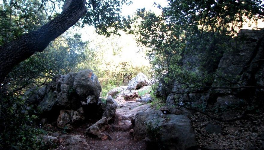 תחושה של יער אירופאי | צילום: עומר זיו