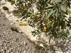 טבק השיח - צילום של אלחי47 - למטייל בישראל (טיולי)